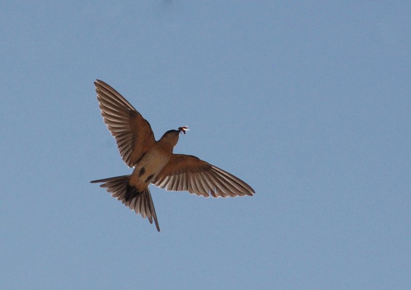 Crag-martin catching the bee Crag Martin (Ptyonoprogne rupestris)