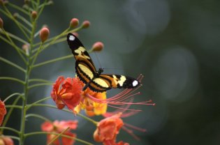 Eueidis Isabella Diansa