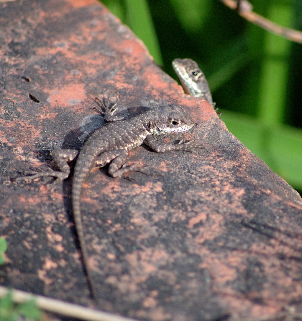 Two Tiny Lizards