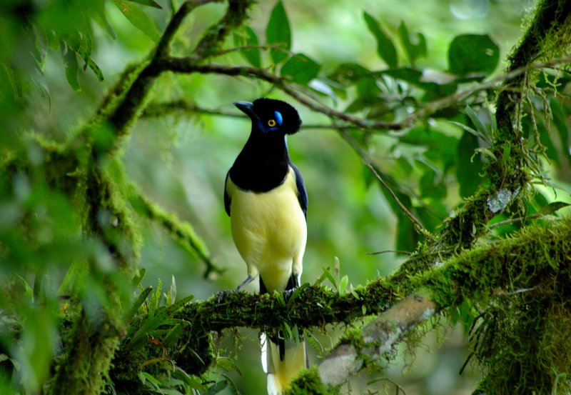 Plush-crested Jay