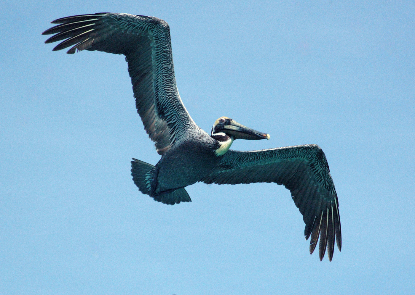 Brown Pelican above Laguna Macax