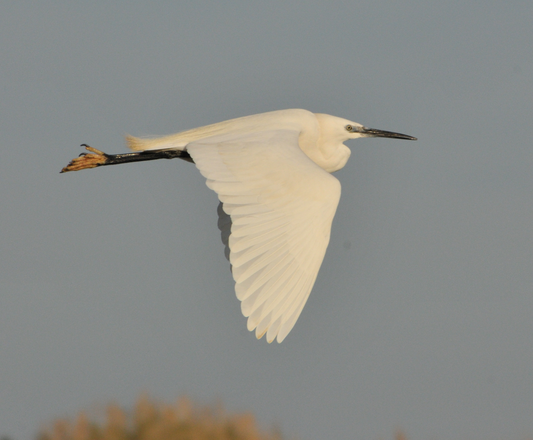 Cattle Egret
