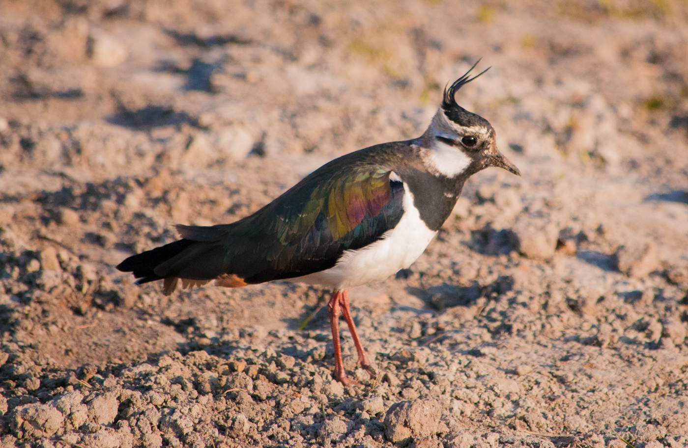 Colorful Lapwing on Dutch Pasture