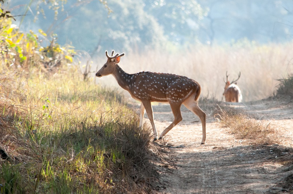 Axis Deer of&nbsp;North-India