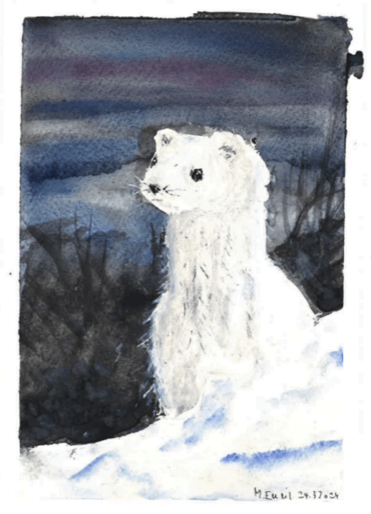 Lumikko (Hermelina) – Jyväskylä – March 24th,&nbsp;2024